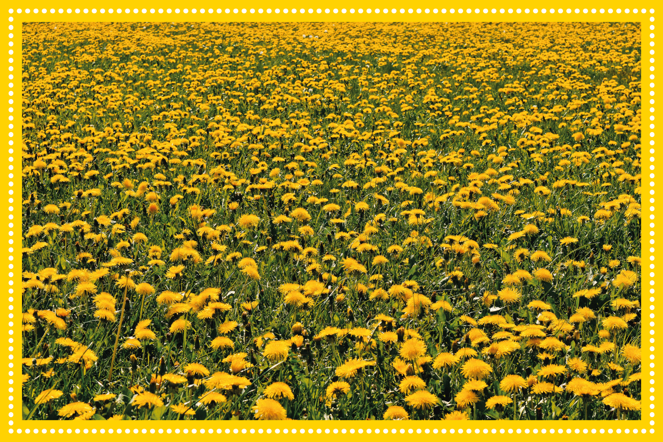 Tappeto vinile fiori campo di girasoli - TenStickers