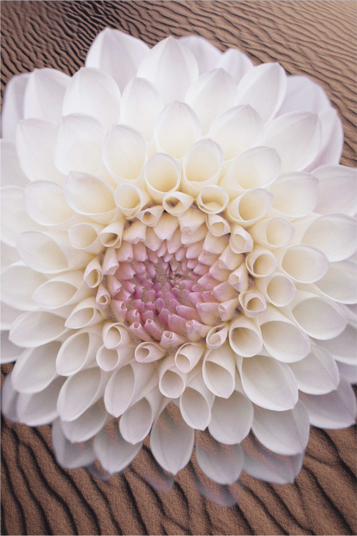 Tappeto vinile fiori composizione fiori eleganti - TenStickers