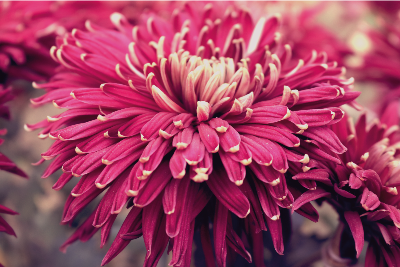 Tappeto vinile fiori crisantemo realistico - TenStickers