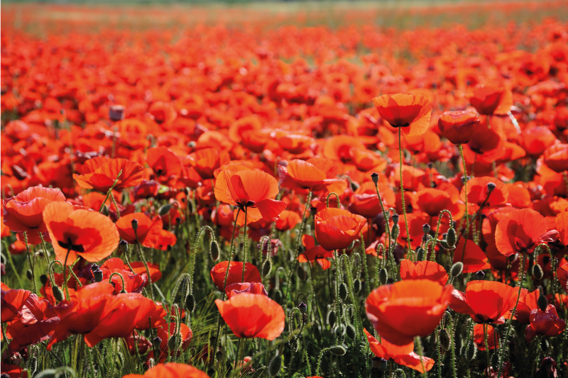 Tappeto vinile fiori papaveri rossi vivaci - TenStickers