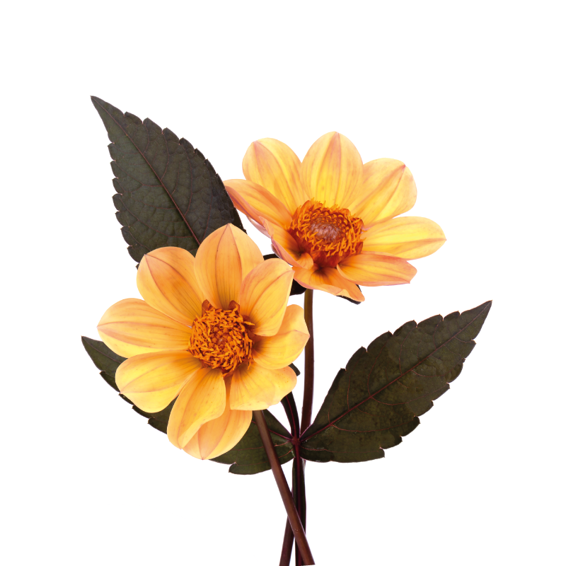 Tappeto vinile fiori composizione fiori vivaci - TenStickers