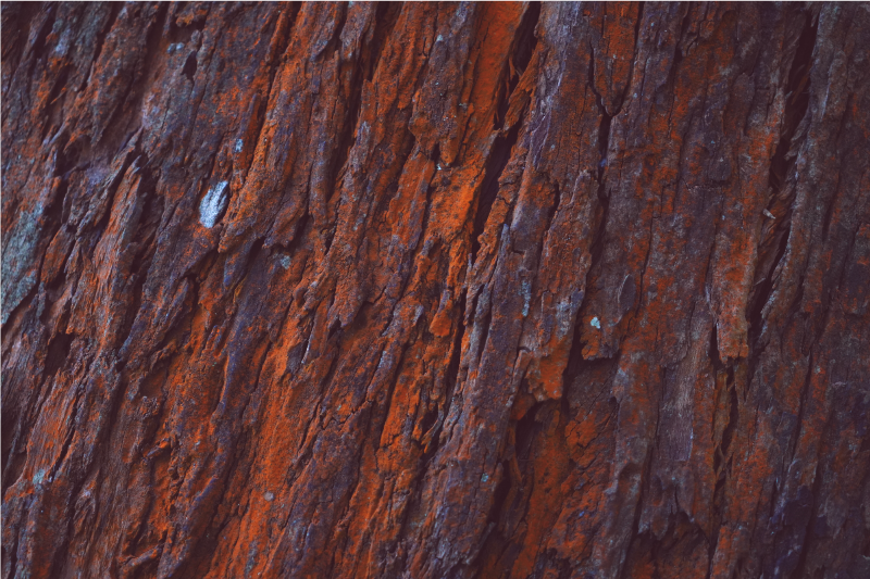 Tappeto vinile effetto legno corteccia rustica - TenStickers