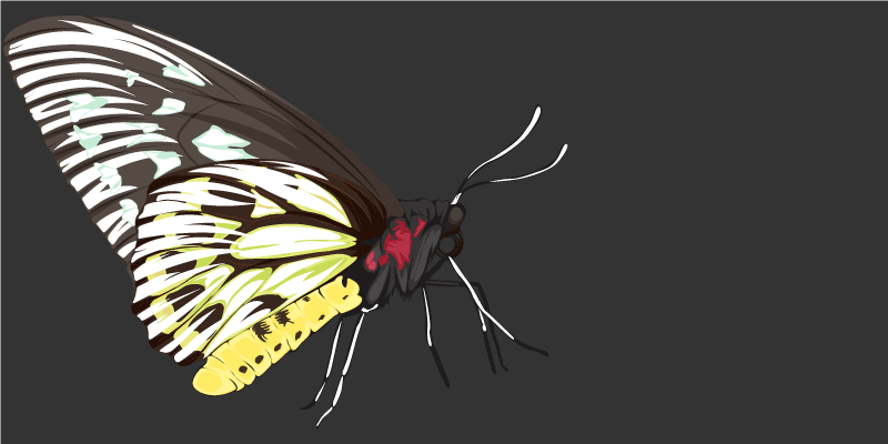 Tappeto vinile natura immagini di farfalle - TenStickers