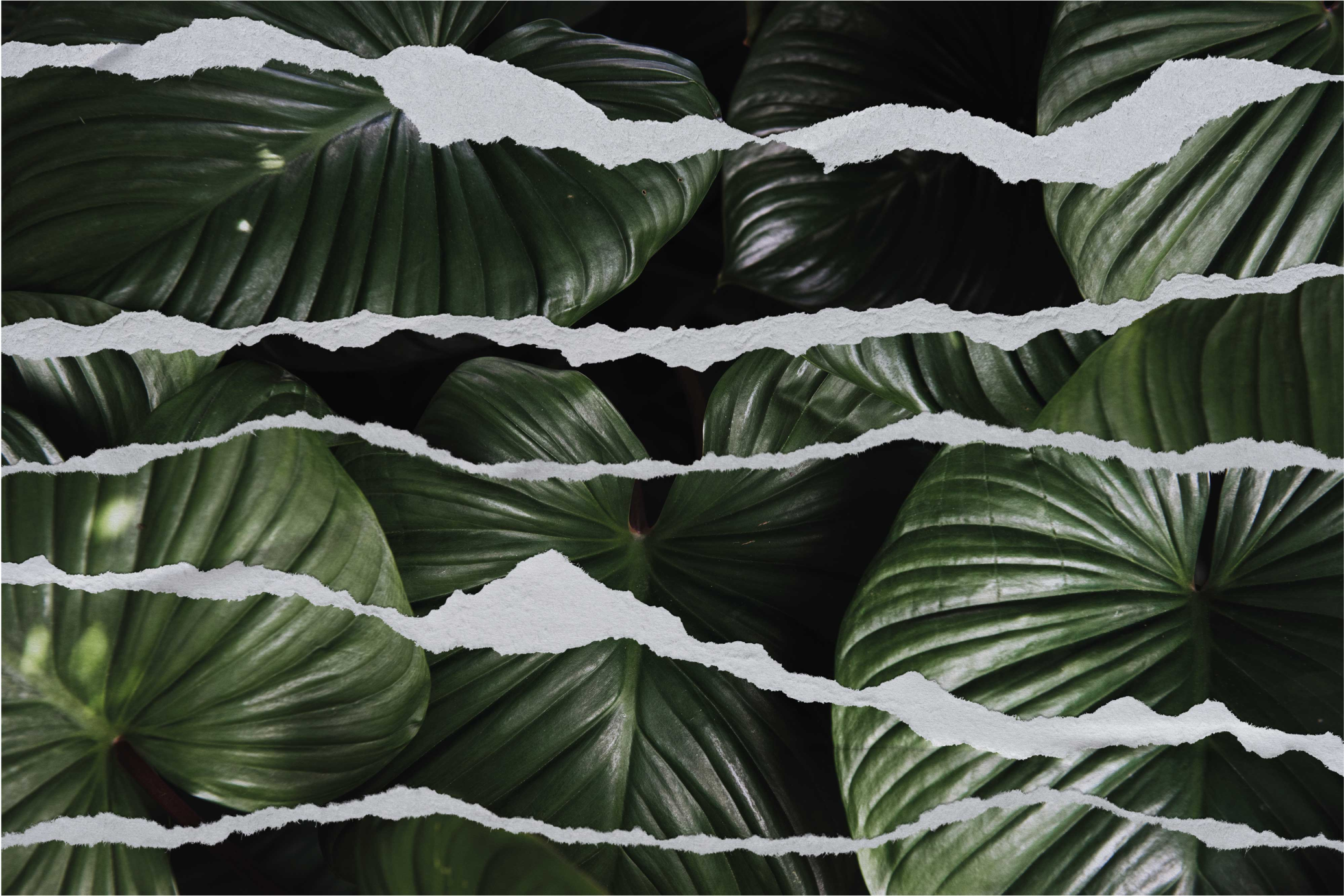 Tappeto vinile natura motivo foglia strappata - TenStickers