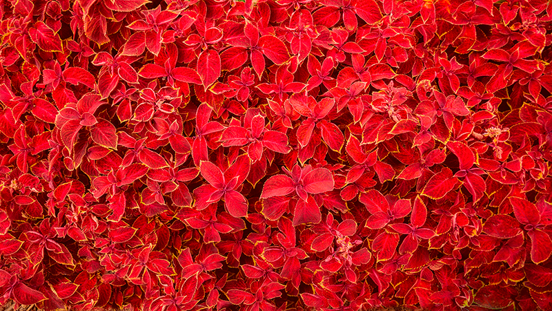 Tappeto vinile rosso motivo a petali - TenStickers